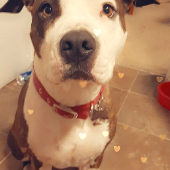 Meet your Posher, Natasha - Picture 4 of 4